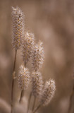 Fluffy Spikey - Mulligans Flat