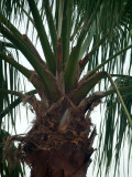 Palm Tree