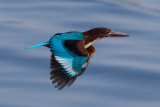 White-throated Kingfisher 白胸翡翠