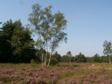 Kalmthoutseheide