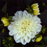 Another dahlia from the supermarket.