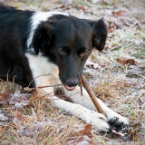 Niva found a yammy stick. 