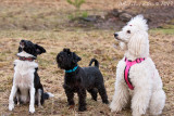 26/12 The ladies are waiting for treats