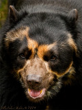 Spectacled bear at Artis Zoo