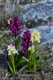 8/5 Elder-flowered Orchid                                   