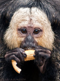 White faced saki, young male.