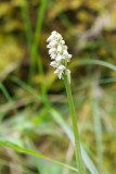 Neotinea maculata - Morosaglia