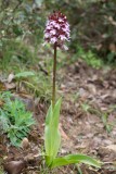 Orchis purpurea - Morosaglia