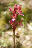 Anacamptis papilionacea - Ghisoni