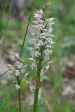 Orchis lactea - Ghisoni