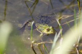 Grenouille verte