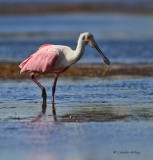 IMG_0665rosette spoonbill.jpg