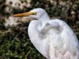 IMG_0575great egret 1.jpg