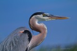 IMG_5518great blue heron.jpg