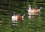 IMG_9813northern shoveler.jpg