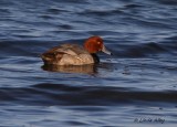 IMG_0038red head duck.jpg