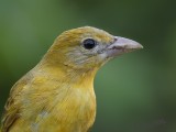 _MG_6023tanager id.jpg