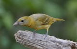 _MG_6026tanager id.jpg