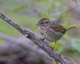 _MG_8007lincolns sparrow.jpg