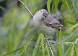 _MG_8067warbling vireo.jpg