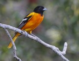 _MG_8581baltimore oriole male.jpg
