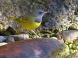 _MG_9208mourning warbler.jpg