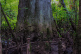Big Cypress State Park