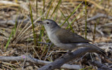 Grey Shrike-thrush