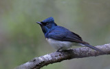 Satin Flycatcher (Immature moulting into adult male plumage)