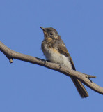 Satin Flycatcher  (juvenile)
