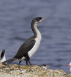 Black-faced Cormorant (imm.)