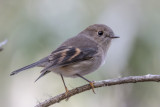 Pink Robin (female)