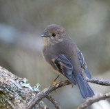 Pink Robin (female)