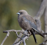 Dusky Woodswallow