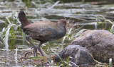 Tasmanian Native Hen