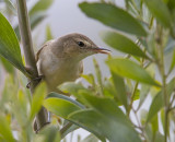 Australian Reed-warbler