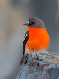 Flame Robin