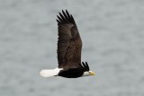Bald Eagle, Grand Manan