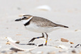 banded Wilson's Plover no. 3, St George Island