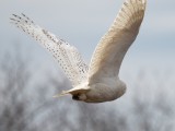 Crane Beach snowy owl Apr 2014