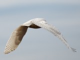 Crane Beach snowy owl Apr 2014