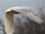 Crane Beach snowy owl Apr 2014