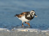 Ruddy Turnstone