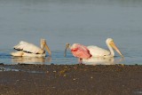 Roseate Spoonbill and White Pelicans