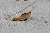 grasshopper