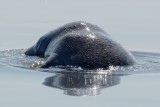 Manatee