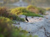 Green Heron