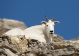 Mountain Goat male