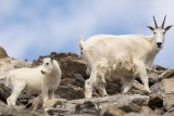 Mountain Goat mother and kid