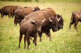Commercial bison herd